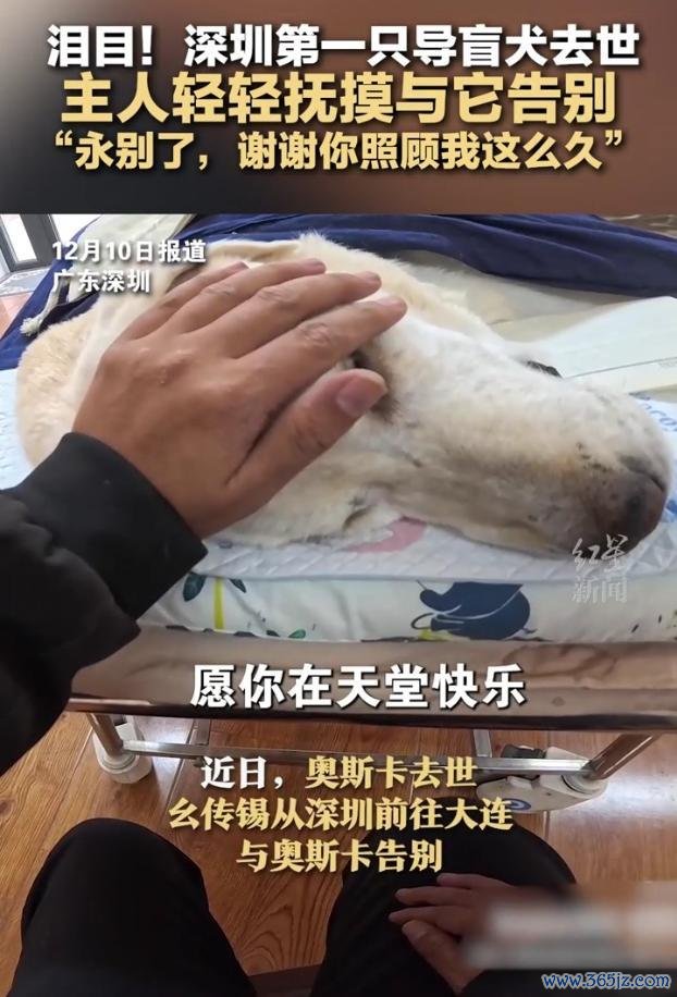 深圳第1只导盲犬奥斯卡死字 主东谈主深情告别