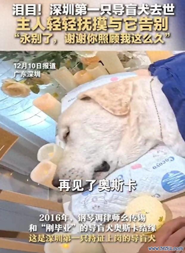 深圳第1只导盲犬奥斯卡死字